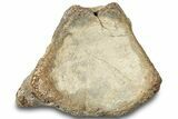 Fossil Mosasaur Vertebra - Texas #320961-3